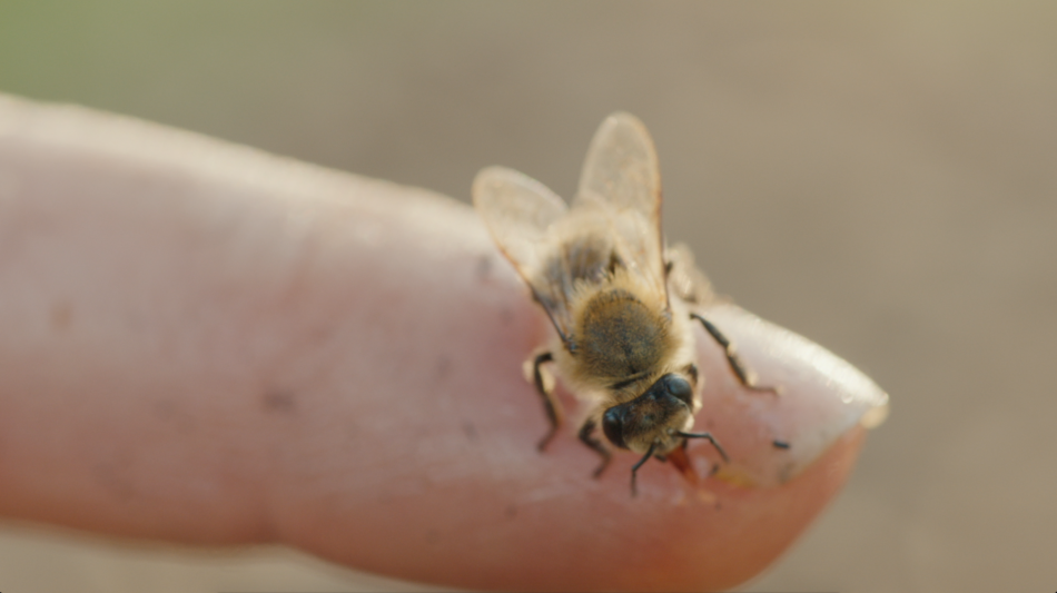 Enterprise Bees
