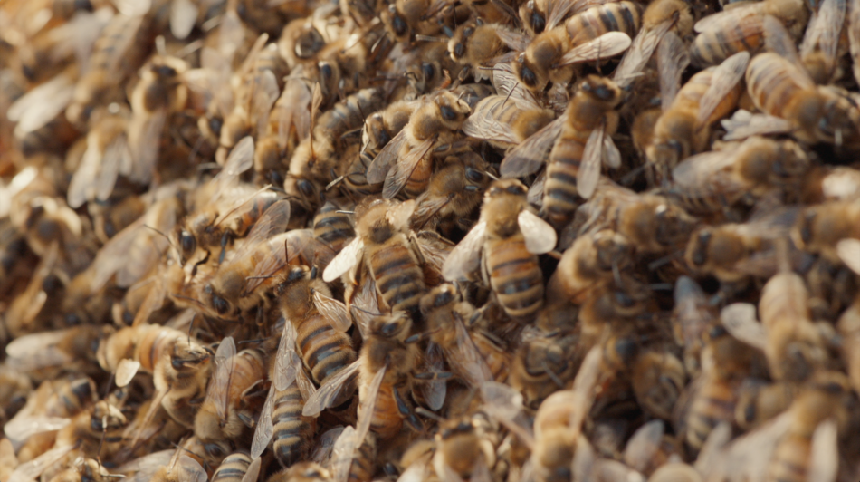 Enterprise Bees