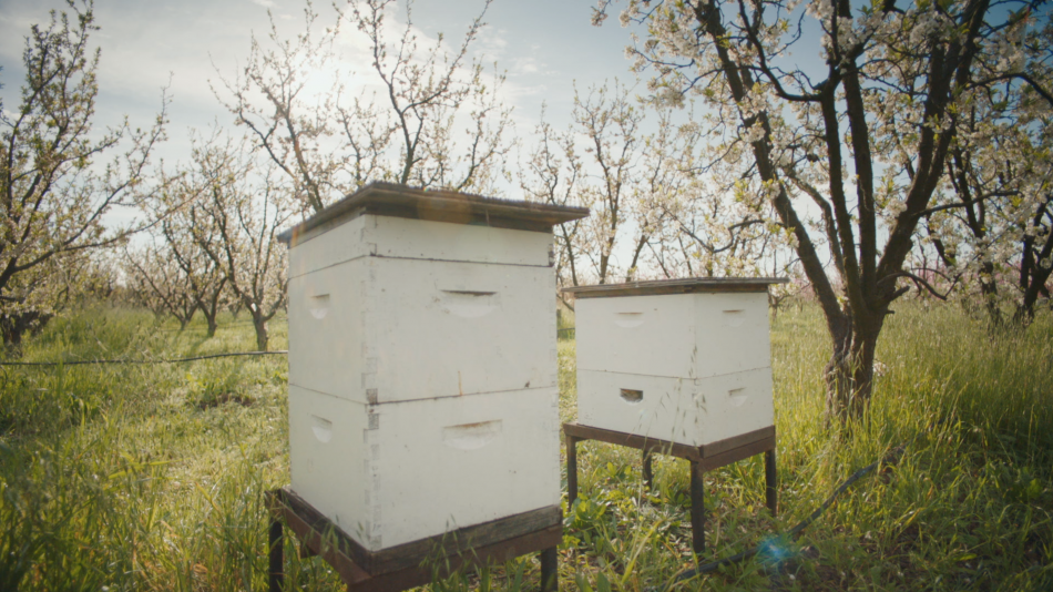 Enterprise Bees