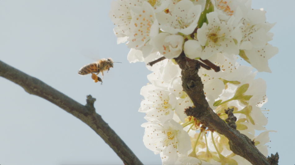 Enterprise Bees